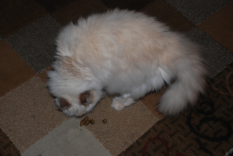 bad kitty.jpg