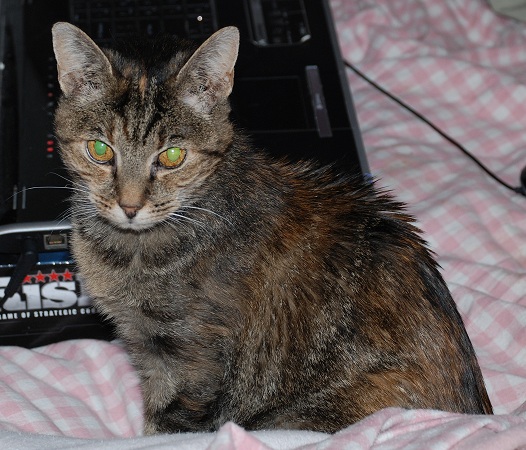 Evil Kitty.jpg