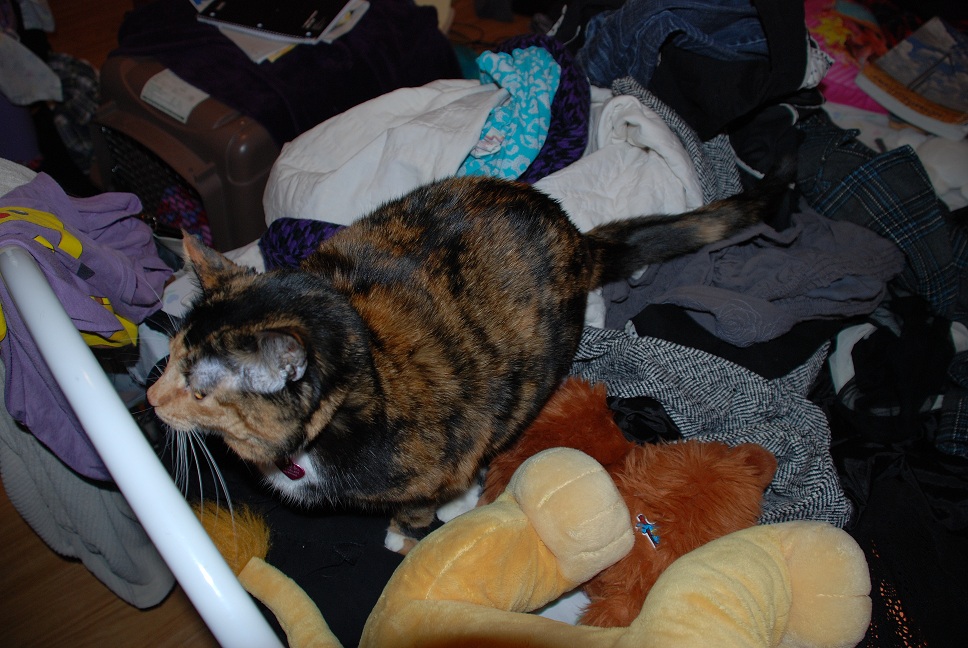 fat kitty.jpg
