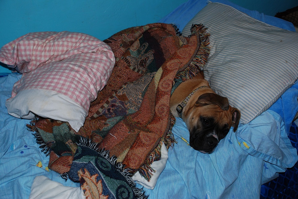 tired dog.jpg