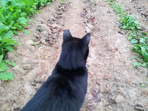 queen of spodes 89 kx125 115.png